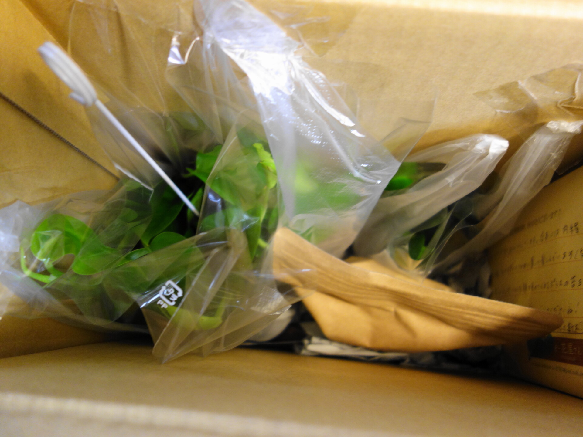 e-花屋さんの商品開封時の様子