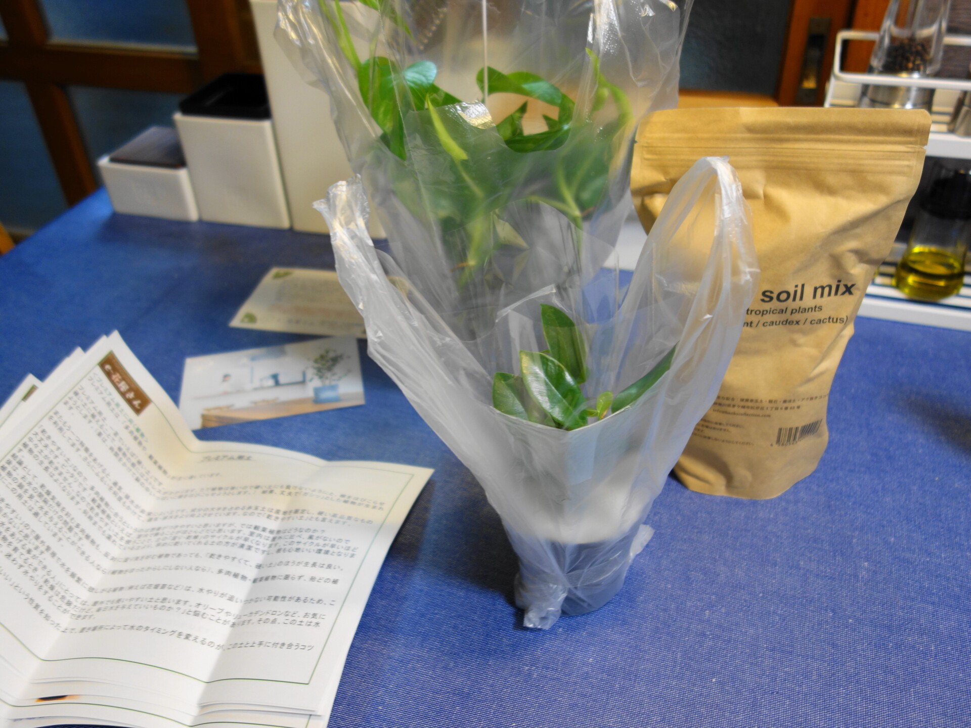 e-花屋さんの観葉植物と取扱説明書