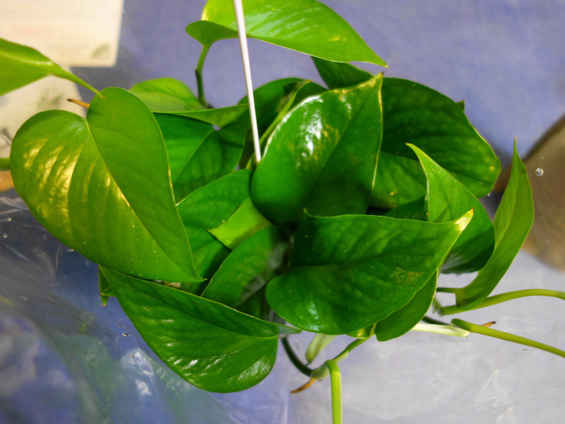 e-花屋さんの葉っぱの状態