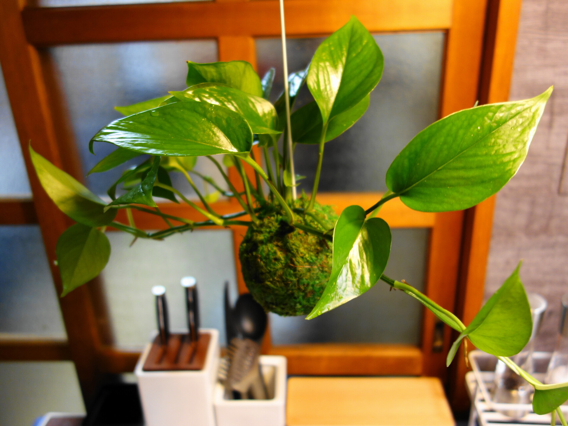 ポトス・パーフェクトグリーン