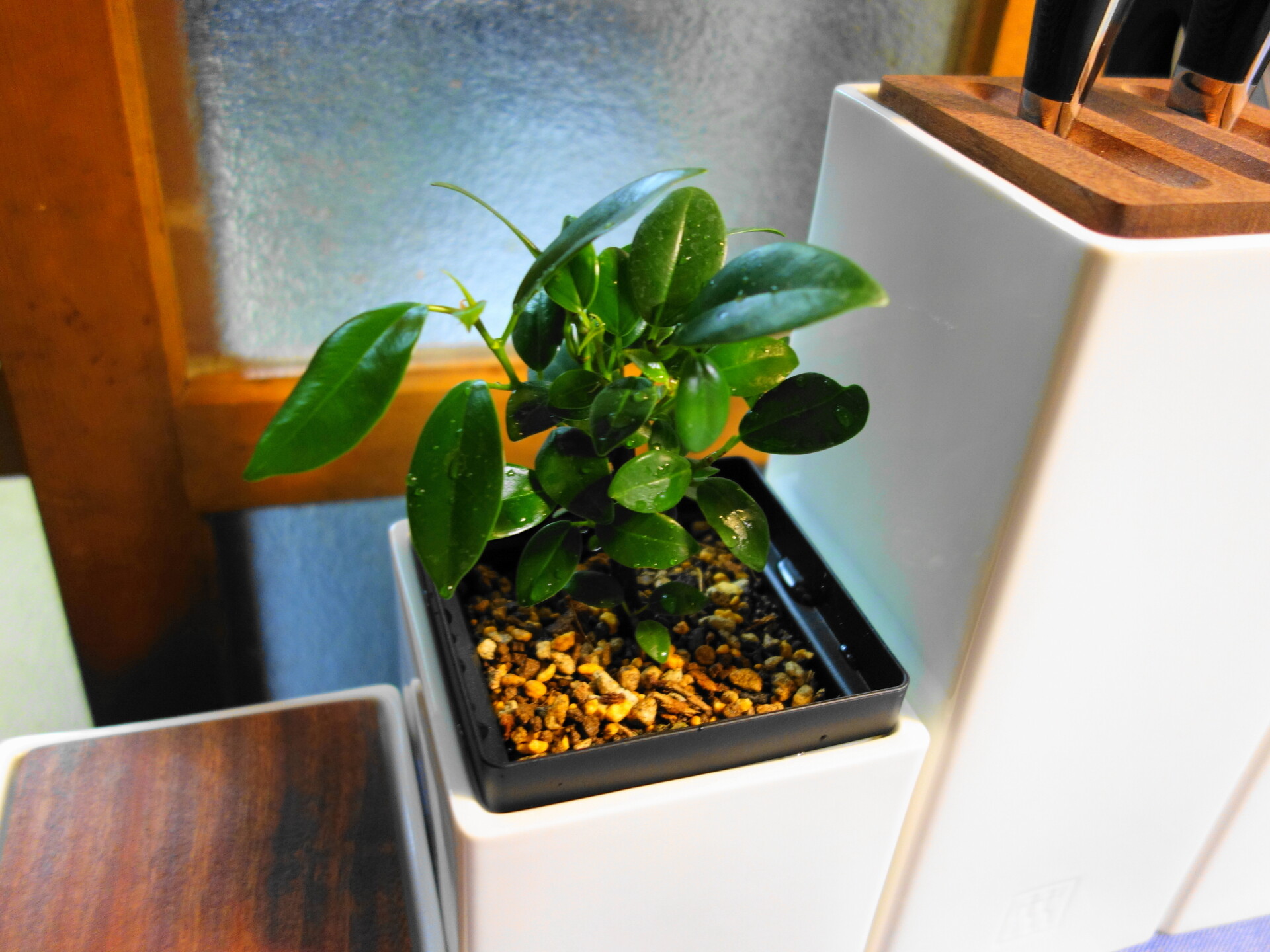 植替えたガジュマル