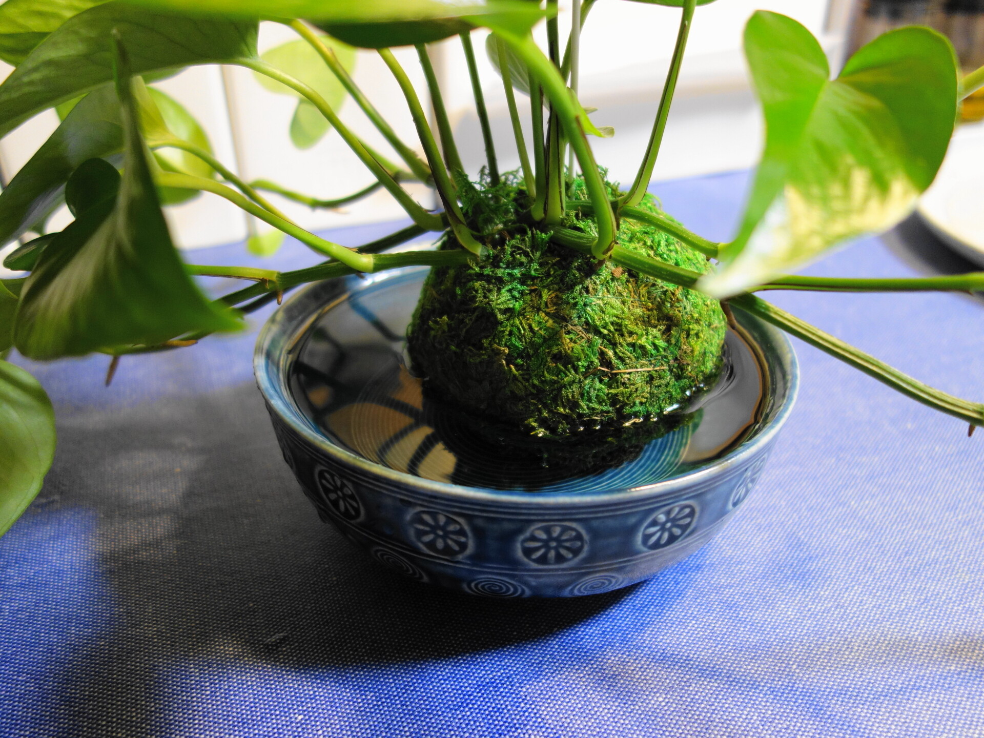 潅水させる様子