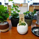 e-花屋さんのサボテンや植木鉢