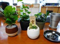 e-花屋さんのサボテンや植木鉢