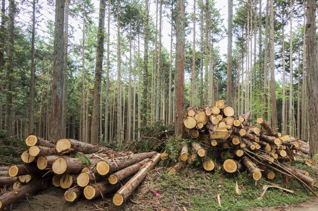 伐採された樹木